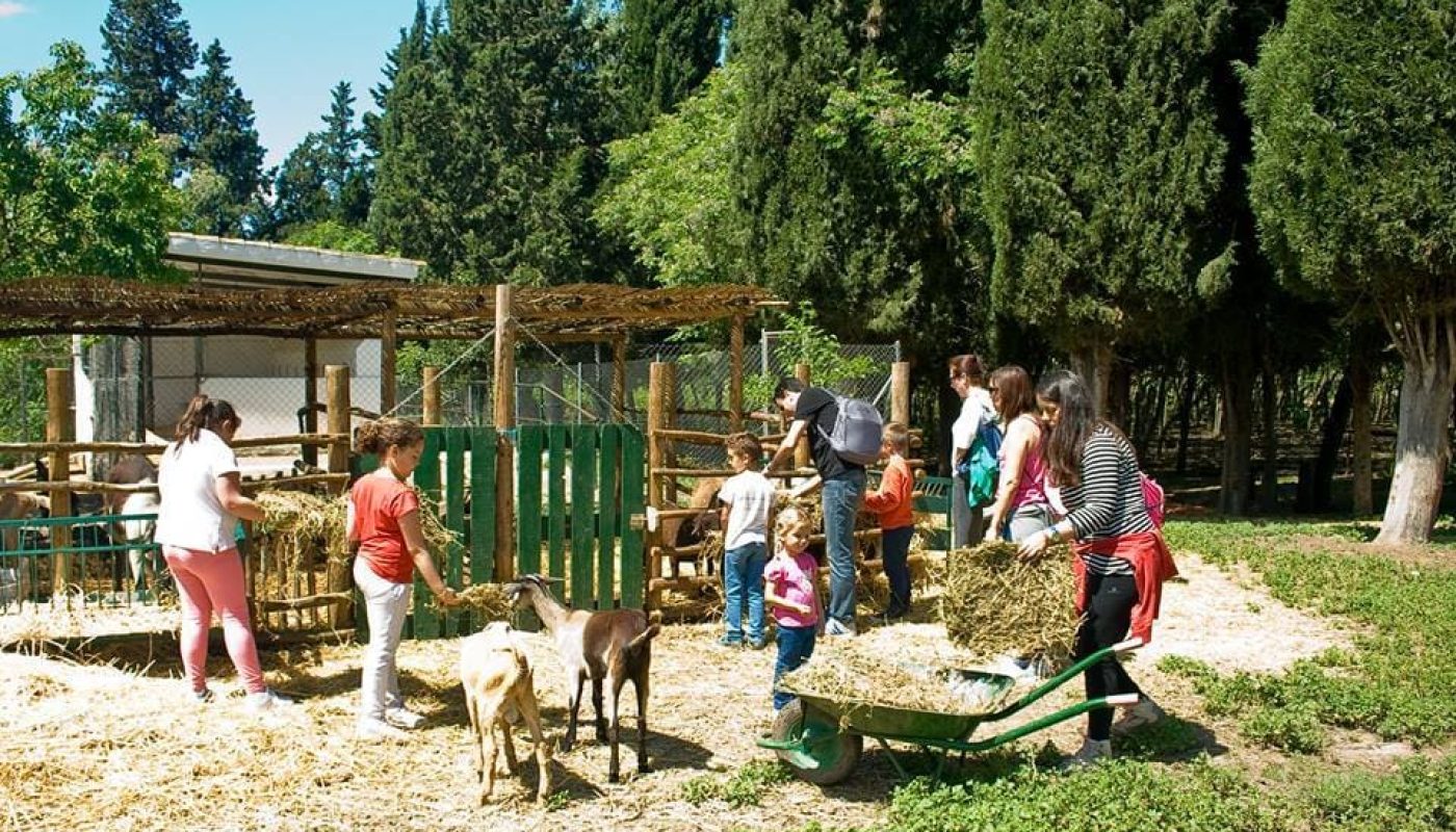 Familias dando paja a cabras